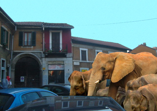I quadri di Annibale al Museo di Storia Naturale di Milano